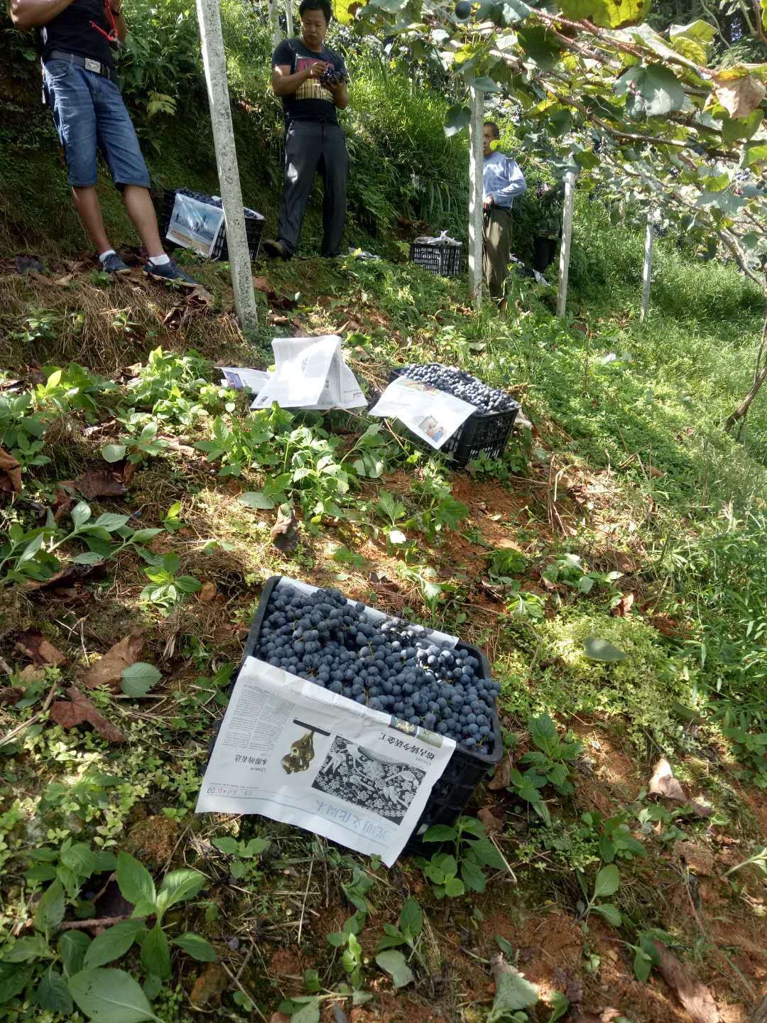  高原无公害葡萄