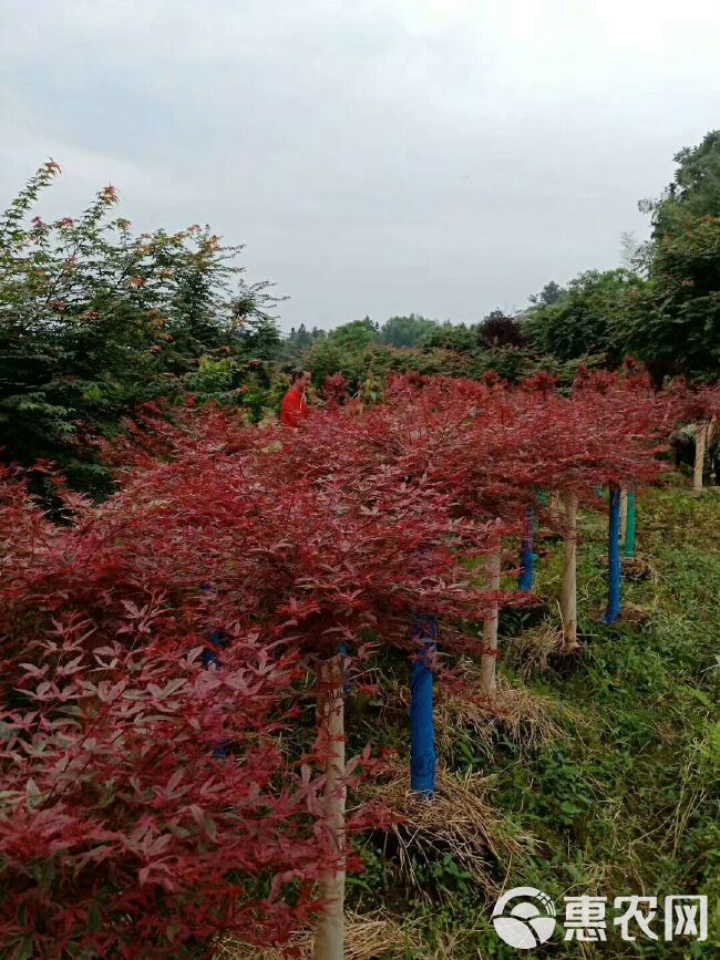 红枫  红枫（红小秀）