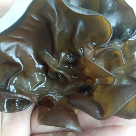 夏县 真正老家木耳，老家味道，令你回味