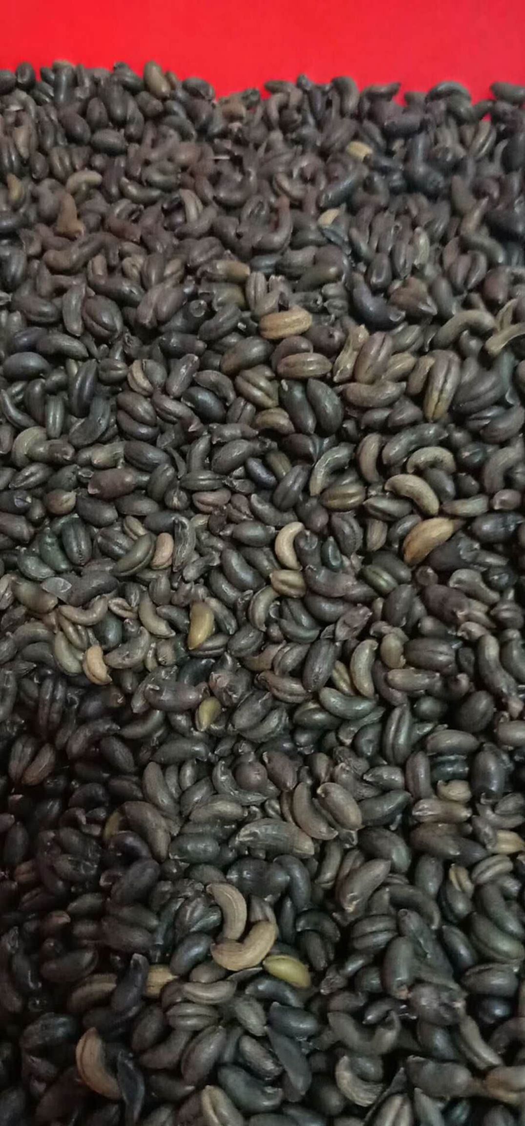 湄潭县 百年结一次的竹米