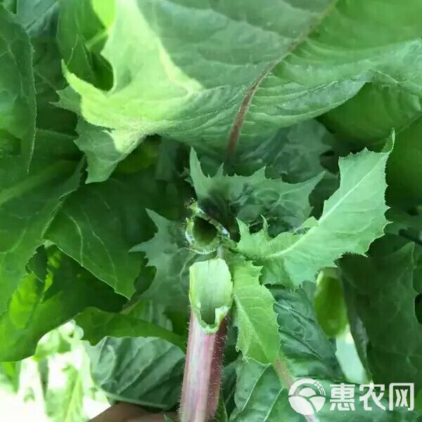 青绿饲料  苦荬菜种子 多年生牧草 猪牛羊鸡鸭鹅苦麻菜苦麦菜苦买菜苦卖菜