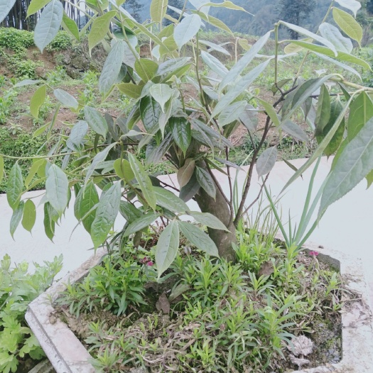 盐津县 云南特产山茶花，花朵鲜艳，花期长，观赏价值高。