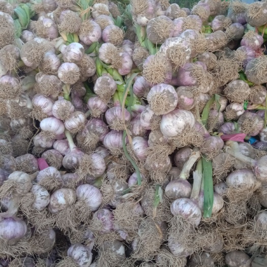 右玉县 新鲜大蒜