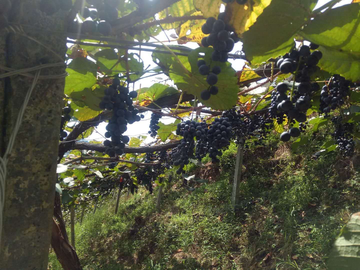  高原无公害葡萄