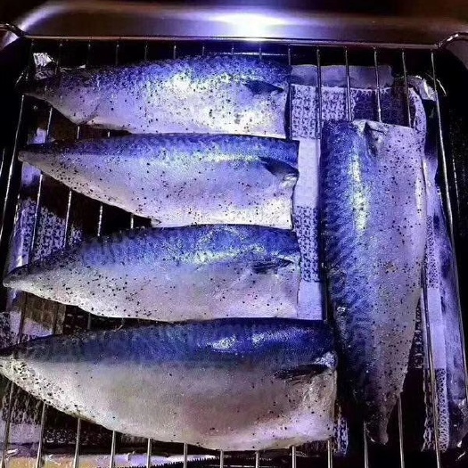 大连鲐鲅 鲐鱼片