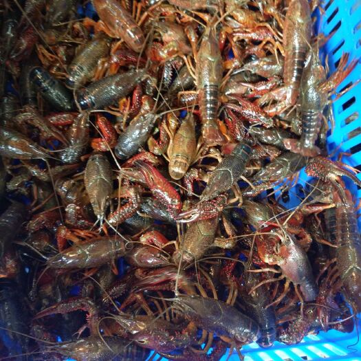 荆州红壳小龙虾 产地批发  量大从优