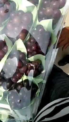 饶阳县乒乓球葡萄 货好  以质论价
