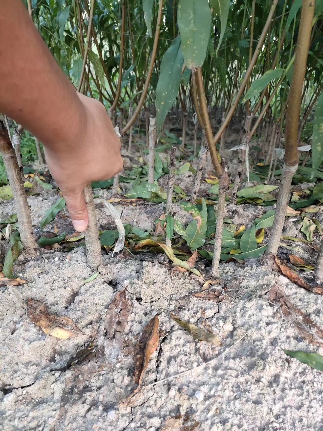 桃树苗湖南炎陵锦绣黄桃苗 根系发达 大量批发支持种植技术指导