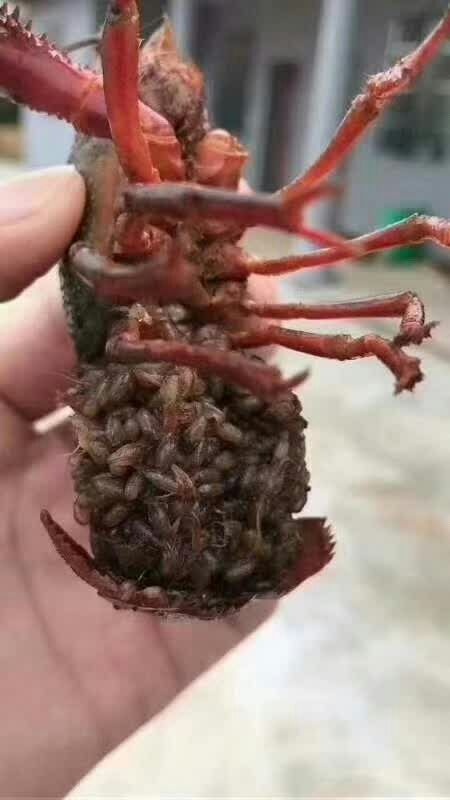 澧县龙虾苗