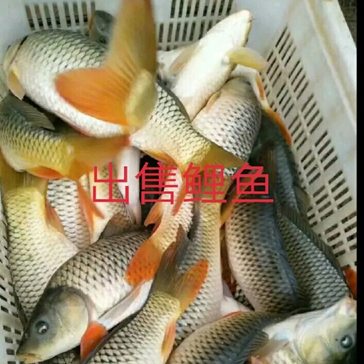 宁陵县大鲤鱼
