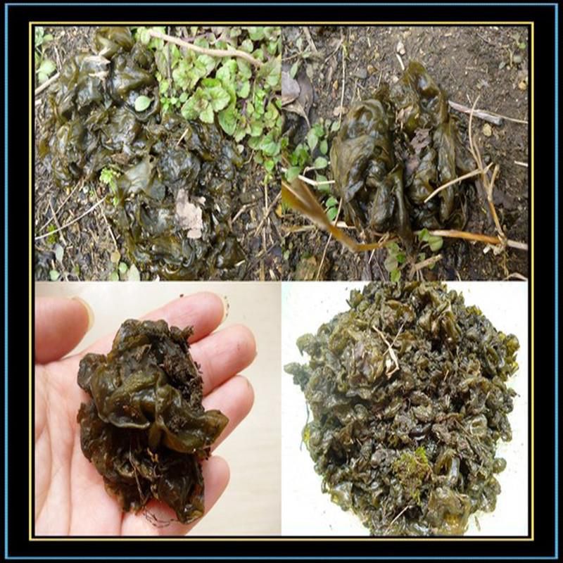 地皮菜 咱老家小包农家野菜脱水泗交地软 地衣干货土特产野生地软