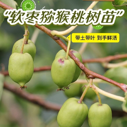 平邑县 带土带盆带叶嫁接软枣猕猴桃苗山东基地直销南方北方种植
