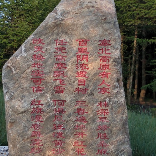 右玉县樟树苗