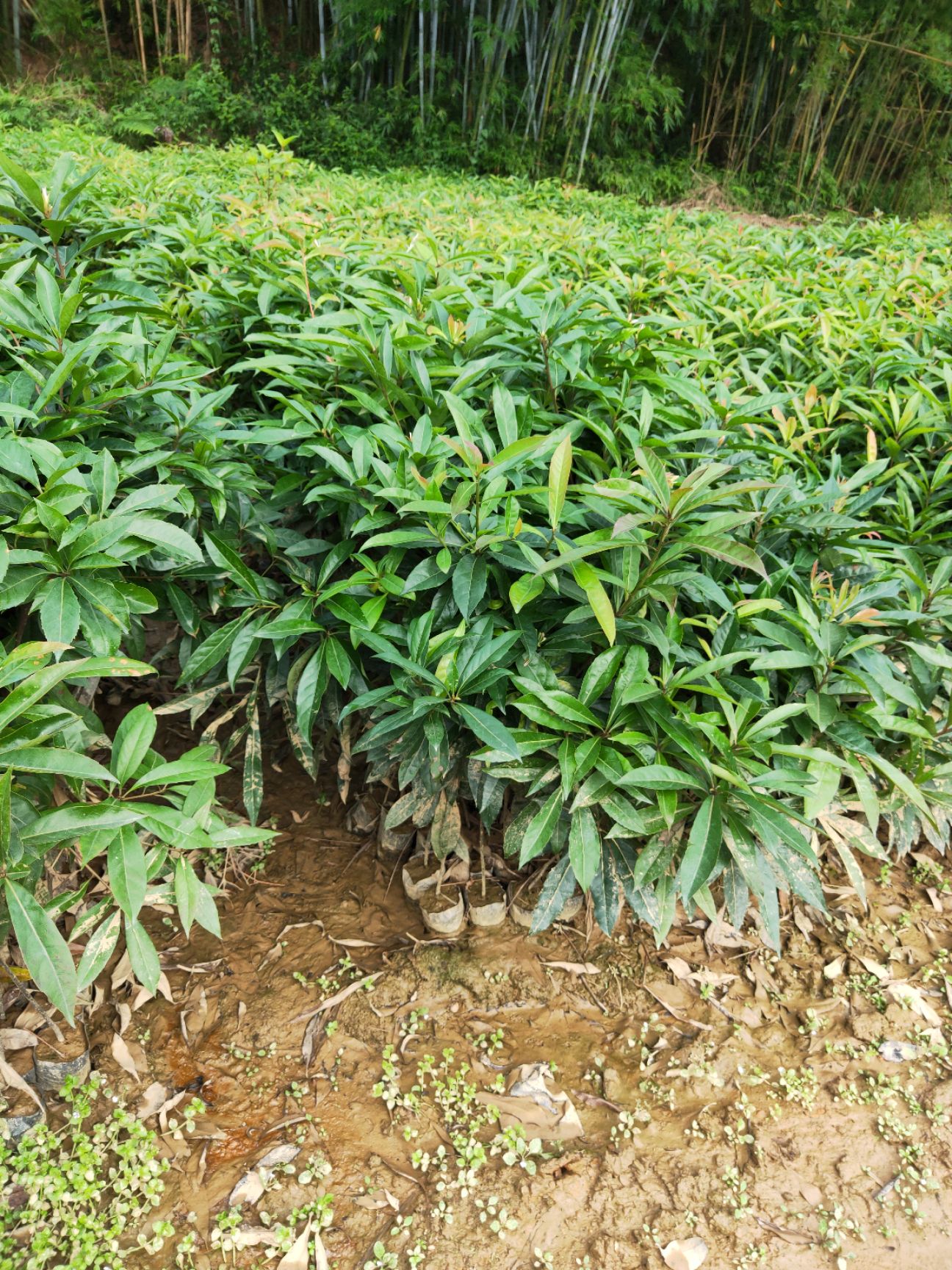 广州木荷种子 长期供应造林绿化苗木