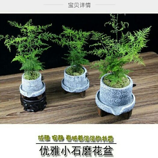 沭阳县 盆栽花卉植物花盆水泥复古小石磨花盆创意个性植物花盆绿植组合