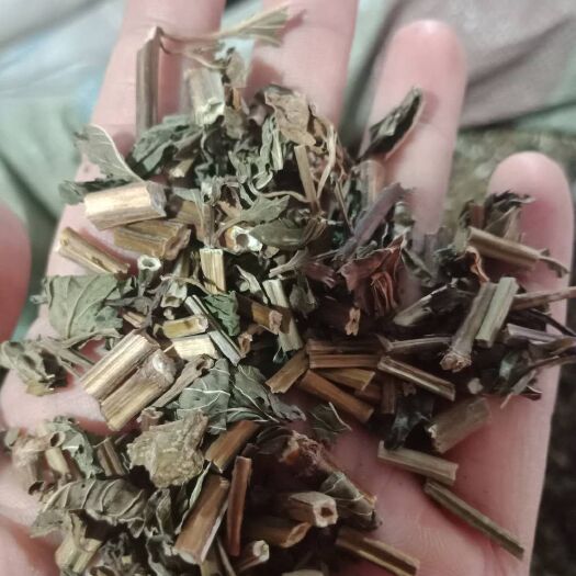 安国市薄荷中药材薄荷  薄荷药用薄荷