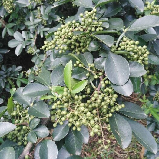 三台县藤椒 特级 鲜花椒