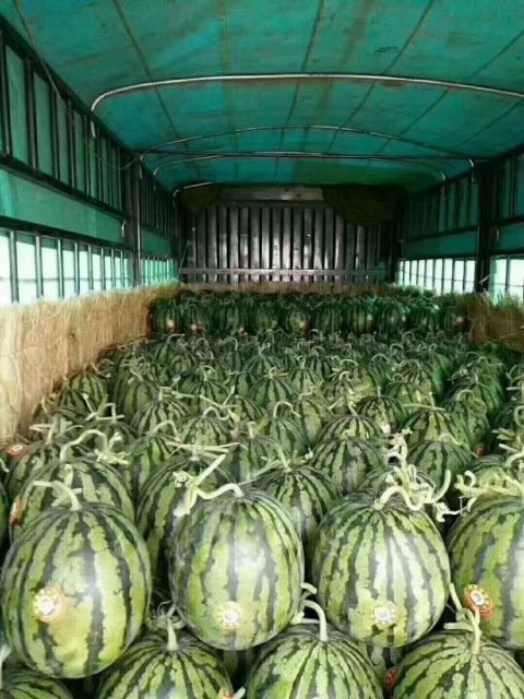 潍坊山东潍坊甜王西瓜大量上市了保熟保甜，货源充足