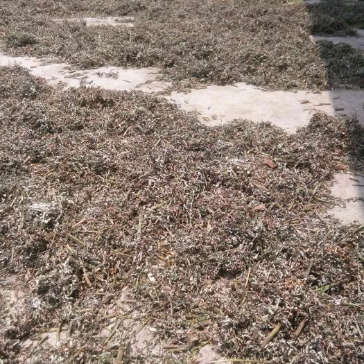 东兰县苦艾 生长的艾草叶，用途很多，可以去除体内湿气，煮水泡脚针灸的