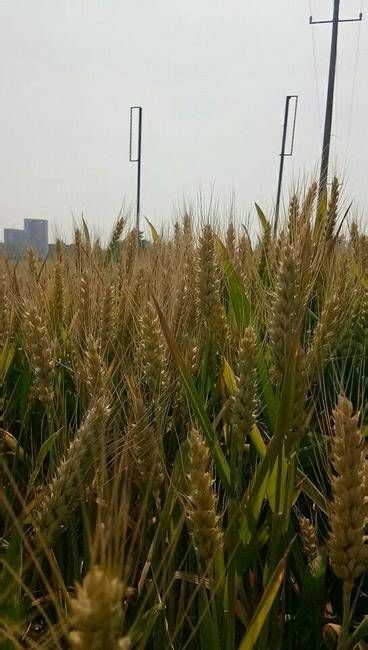 固镇县 预售2019
新小麦