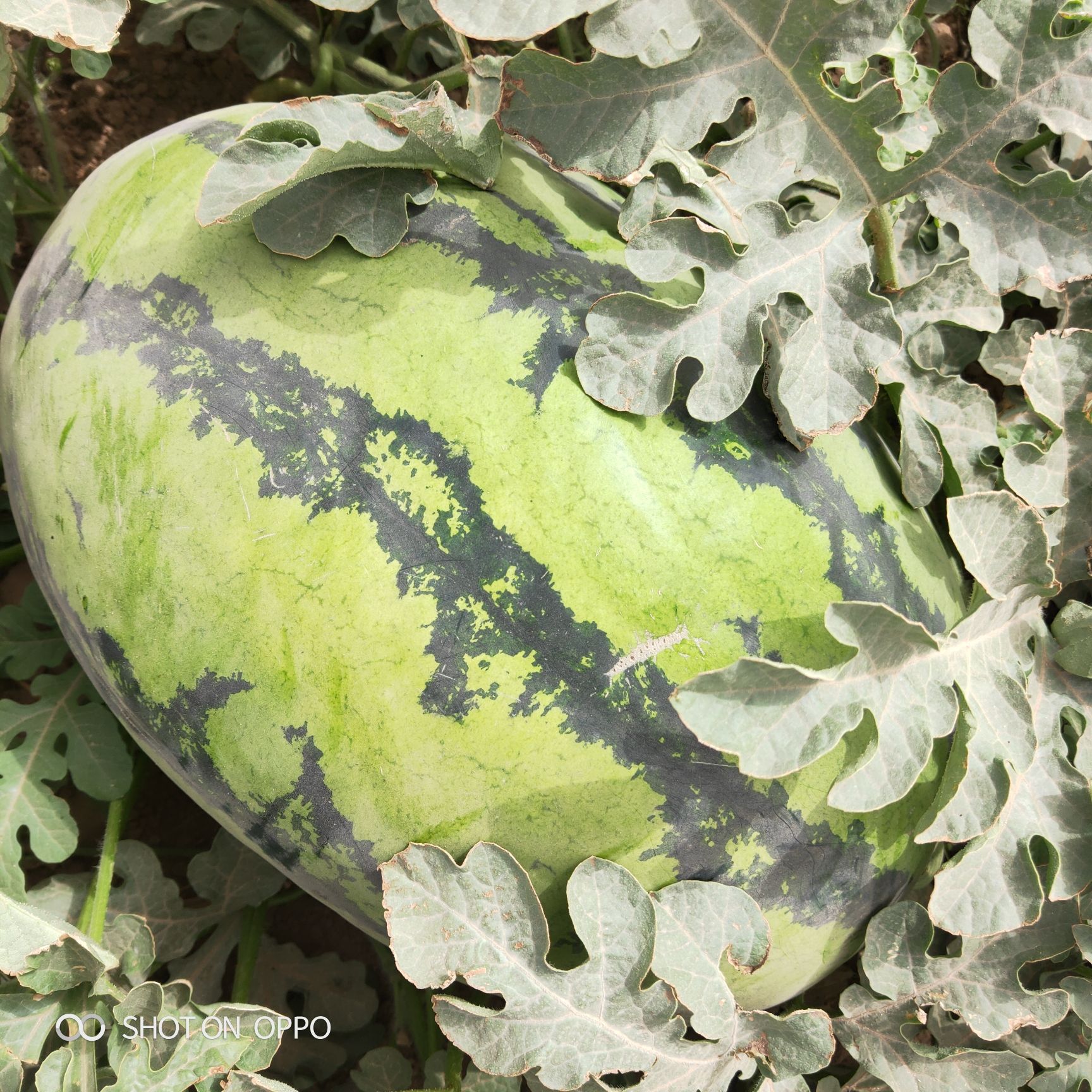 安农二号西瓜 新疆安农二号大量供应.