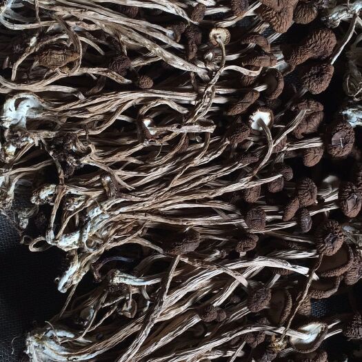 广昌县广昌3号茶树菇  不开伞茶树菇干货 散装