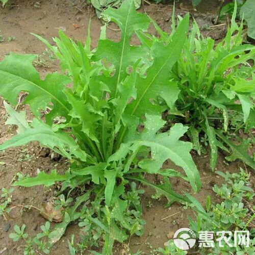 青绿饲料  苦荬菜种子 多年生牧草 猪牛羊鸡鸭鹅苦麻菜苦麦菜苦买菜苦卖菜