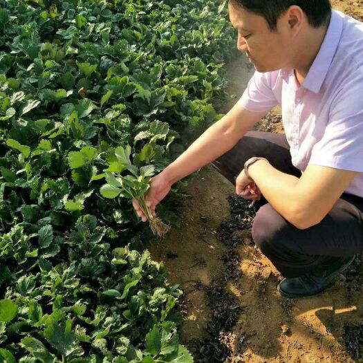 泰安 红颜草莓苗