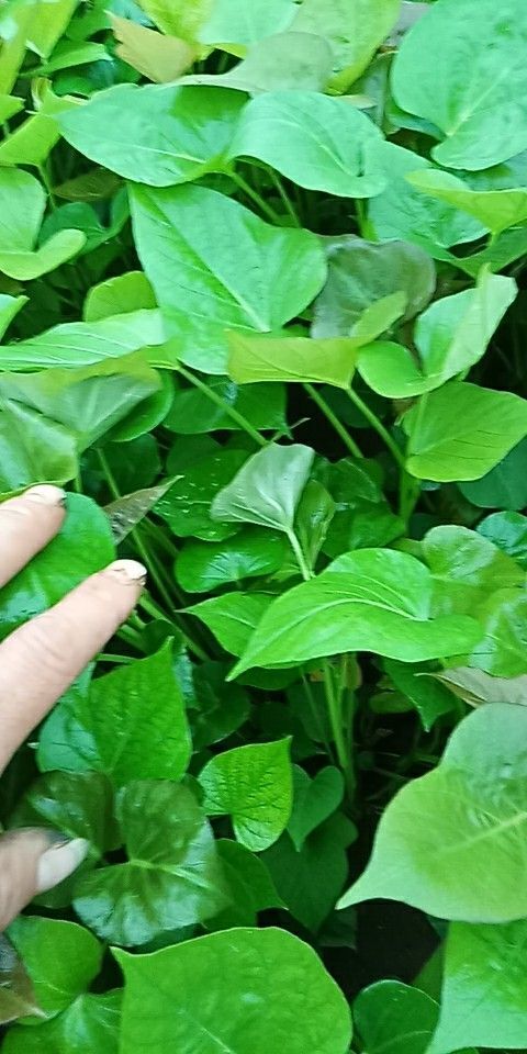 尉氏县龙薯9号红薯苗 常规种（原种） ≥96% ≥80%