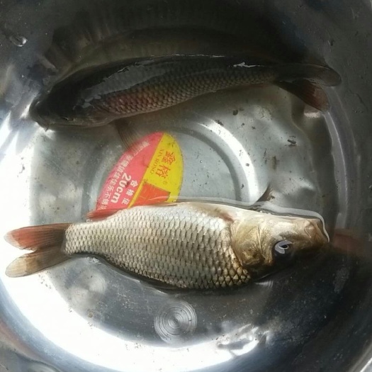 重庆市鲤鱼苗 统货