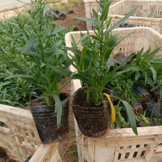 青州市荷兰菊苗 荷兰菊杯苗