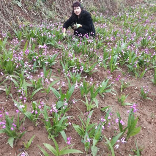 山阳县紫花白芨苗  ，优选精良品种，2年大田训化，包邮，块茎3一7