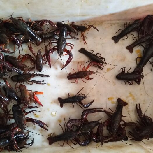 嘉鱼县潜江小龙虾 清水虾、底板干净、活性十足；5~9钱精品虾供应，量大从优。