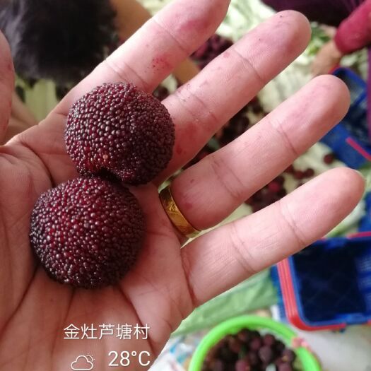 汕头 汕头金灶杨梅批发，自家种植，产地直供，可来实地考察，视频验货