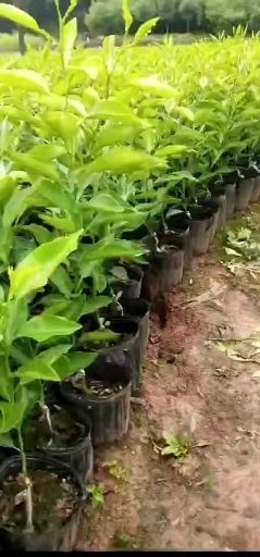 简阳市爱媛28号柑桔苗 /，品种春枧，大雅，沃相，爱媛，沙糖桔，金葵，