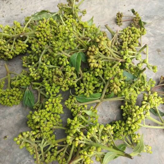 册亨县中药材山茱萸