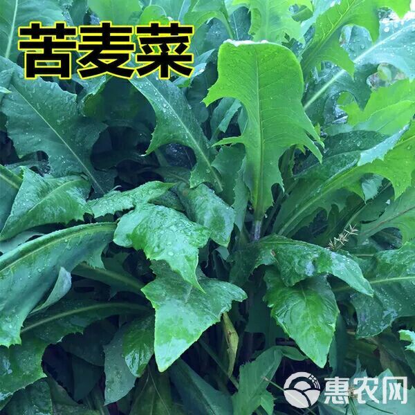 青绿饲料  苦荬菜种子 多年生牧草 猪牛羊鸡鸭鹅苦麻菜苦麦菜苦买菜苦卖菜