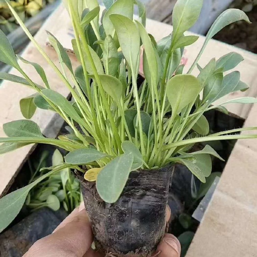青州市金鸡菊苗 金鸡菊   杯苗
