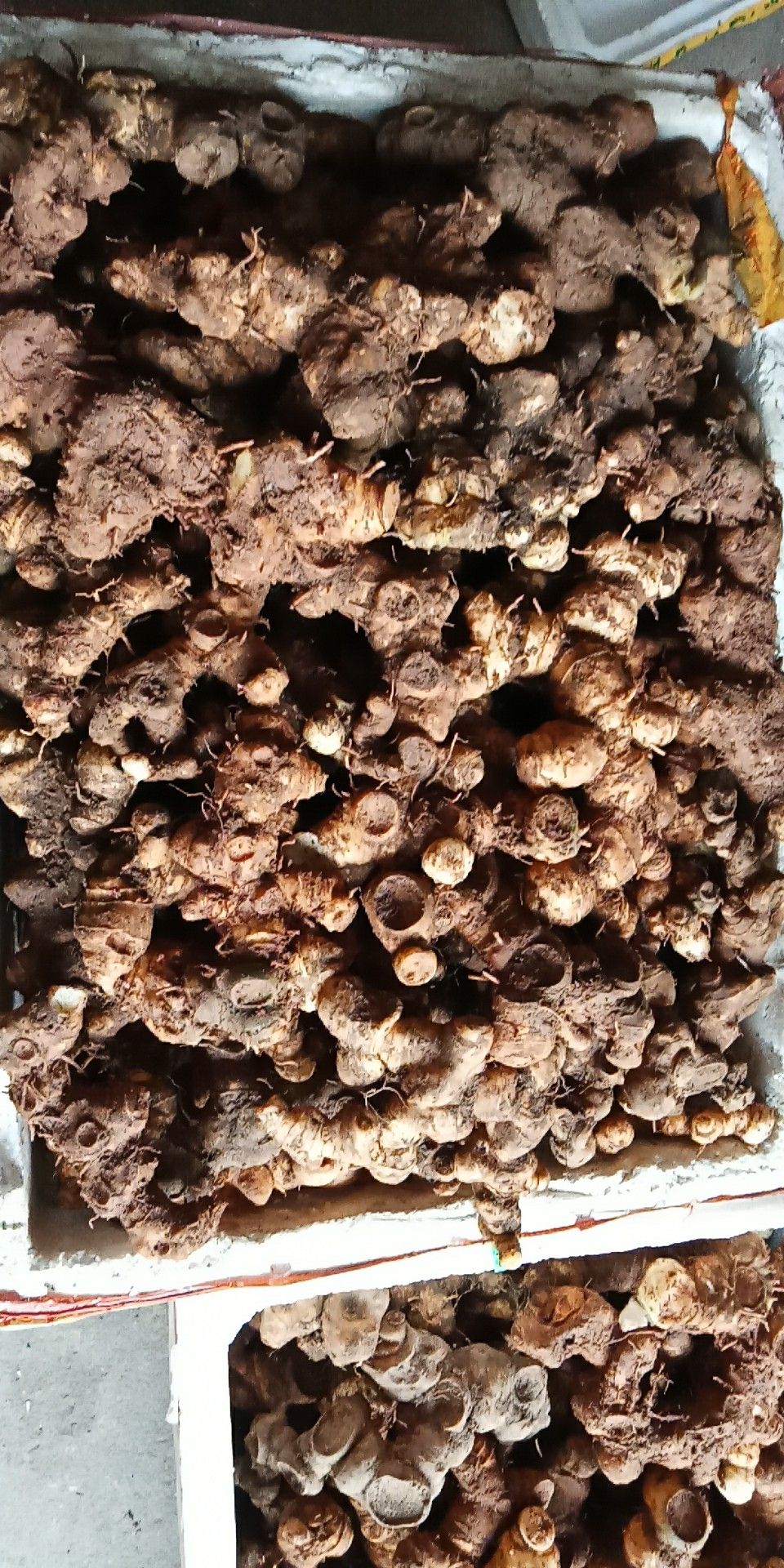 姜形黄精 块