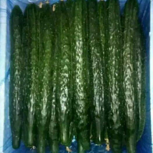 邯郸密刺黄瓜 精品青瓜 主发广州 福建 广西 成都