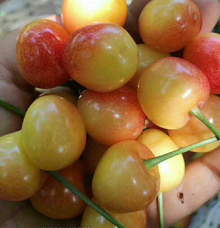  青岛平度大泽山黄蜜大樱桃5斤装顺丰包邮138-168元