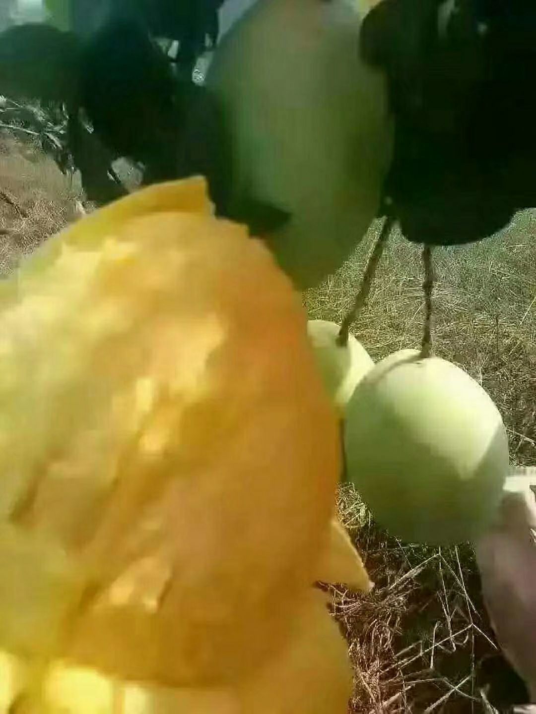  华坪晚熟芒果烤出的香甜可口的芒果干，没有任何添加剂