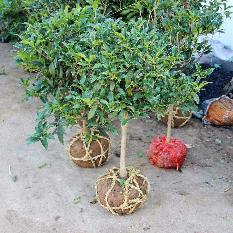 桂花树苗