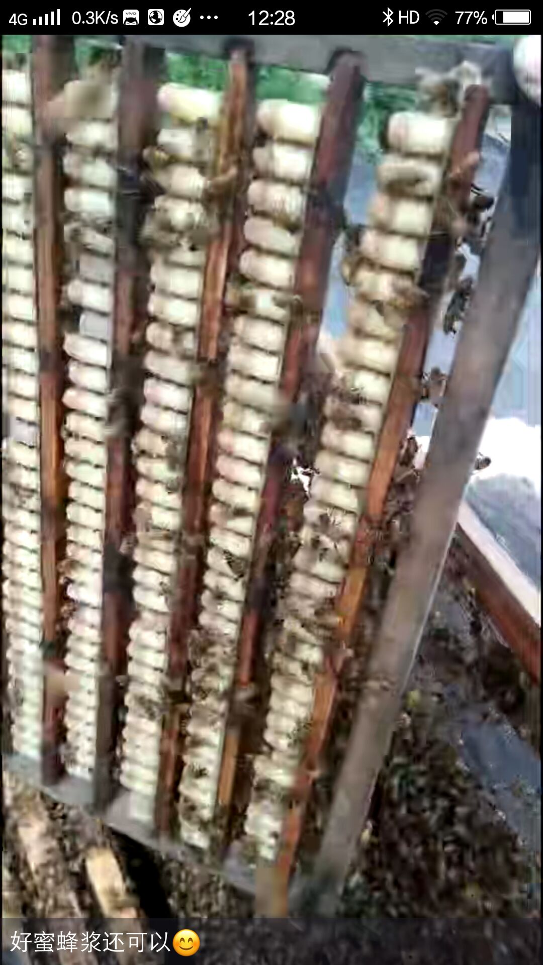 蜂皇浆  蜂王浆，蜜蜂分泌的王浆蜂王食用的，人为的掠食所得。