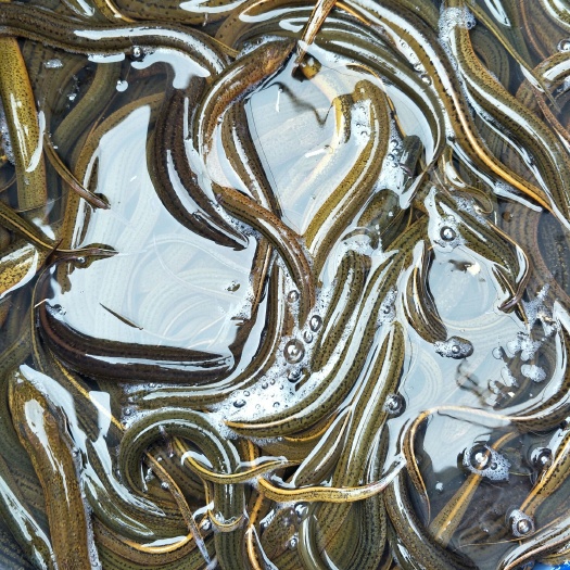 黄尾鲴鱼苗  鳝鱼
