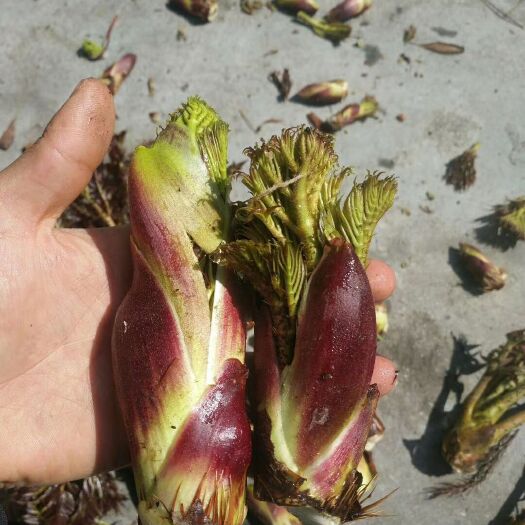 筠连县刺老芽 刺嫩芽