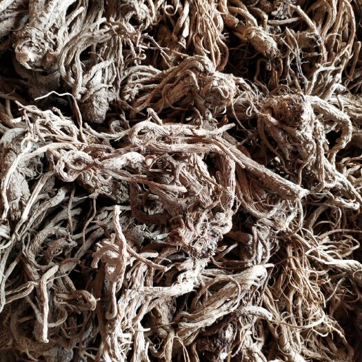 德钦县 我是云南香格里拉海拔3800米种植当归，用量可少味道浓药效好