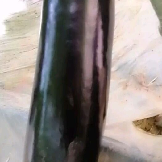 延安765长茄 20~30cm 长茄 