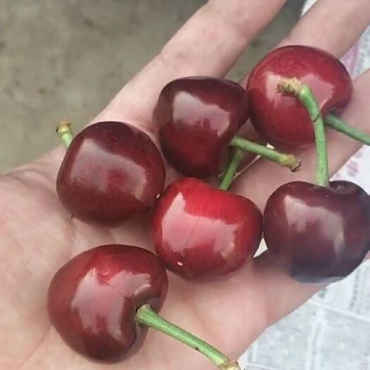 大连红灯樱桃 红灯