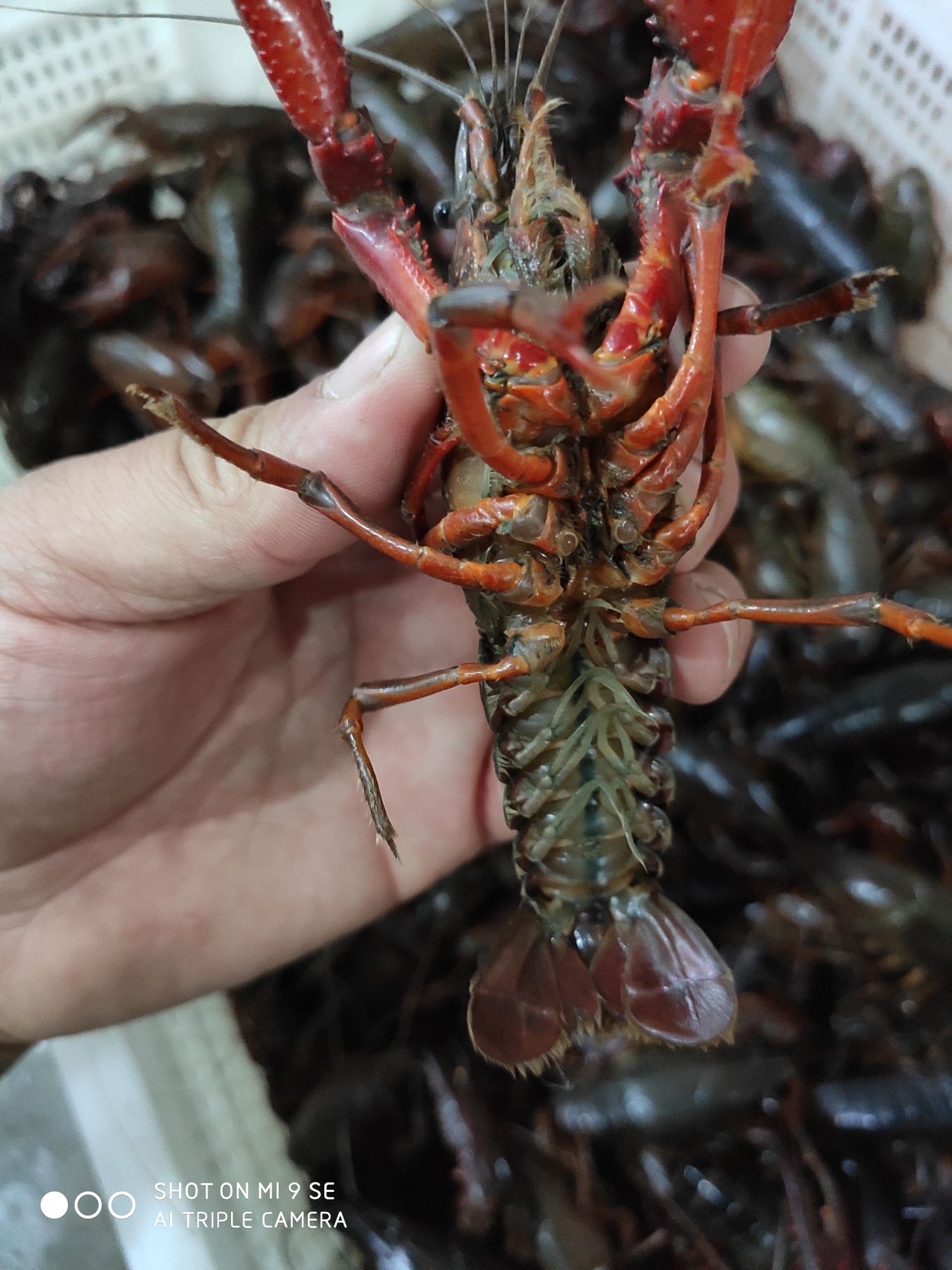  各种规格小龙虾